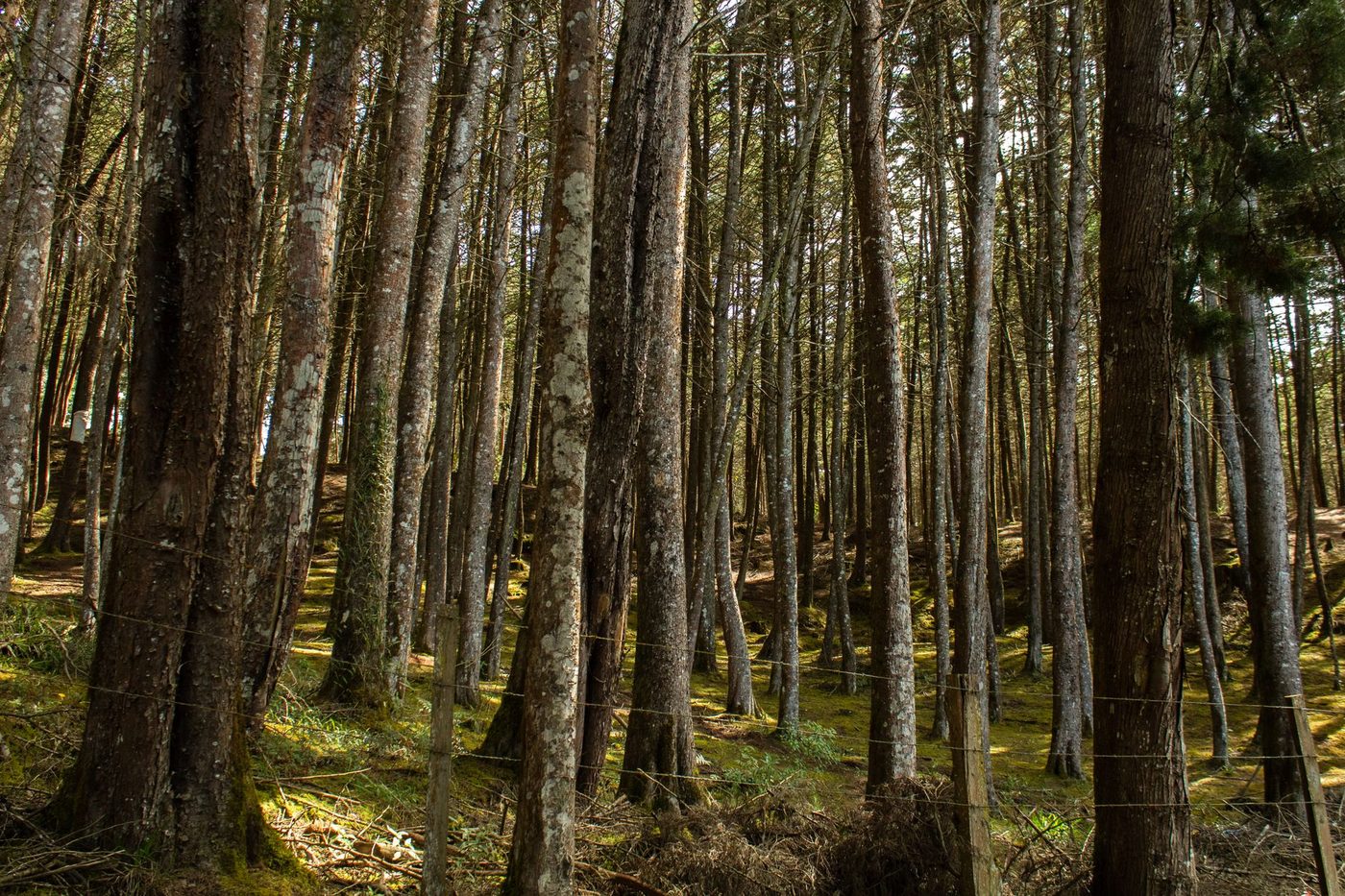 Bosque sereno del sur de Chile, símbolo de calma